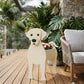 Blumentopf - als Hund
